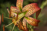 Turk's cap lily